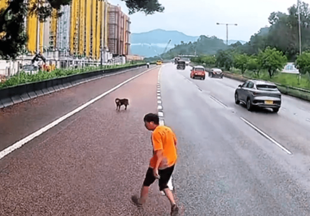 暴風雨中善心男士勇救流浪狗，情暖香港街頭