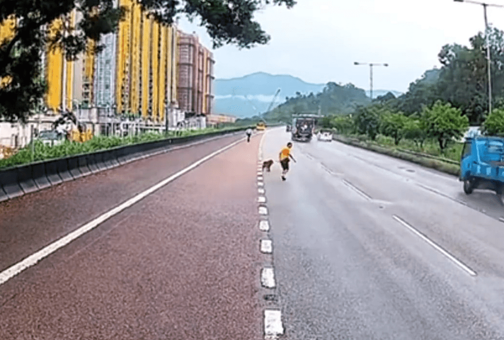 暴風雨中善心男士勇救流浪狗，情暖香港街頭