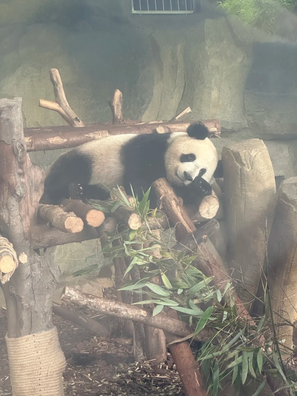 居港大熊貓BB滿月派薑醋！袁彩雲母女遊覽四川見國寶