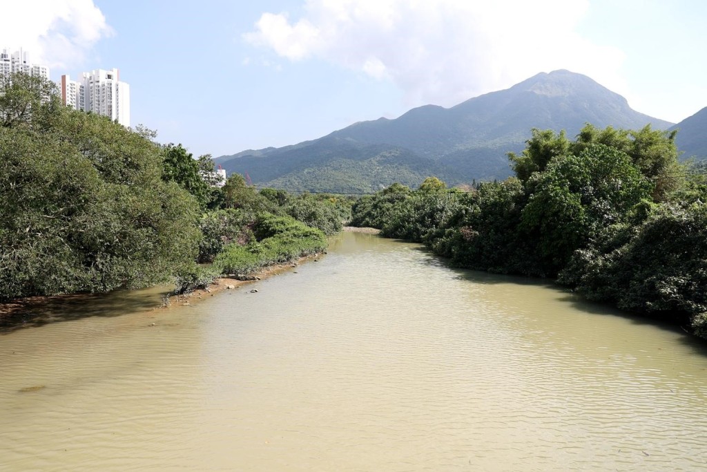 亞洲秘蜻首度現身香港，引發生態保護關注