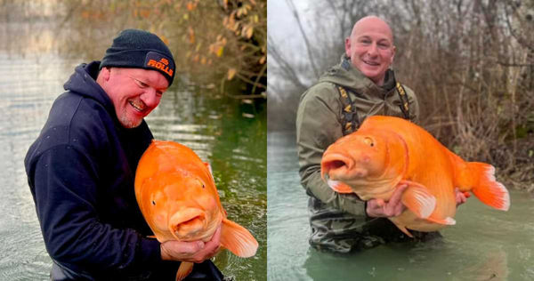 金魚王「紅蘿蔔」的離世，引發釣友的悼念潮