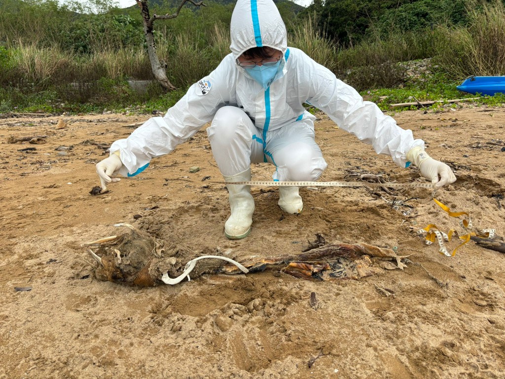 海洋保護呼聲：香港再現兩宗鯨豚擱淺事件